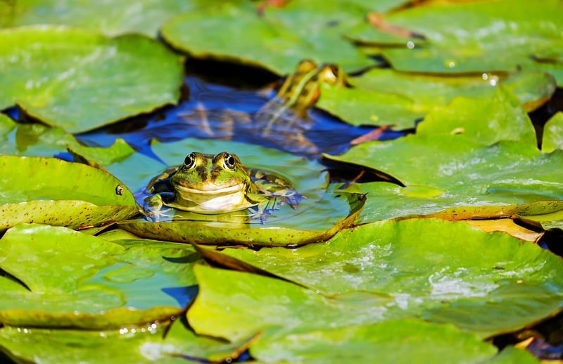 Pond Paradises