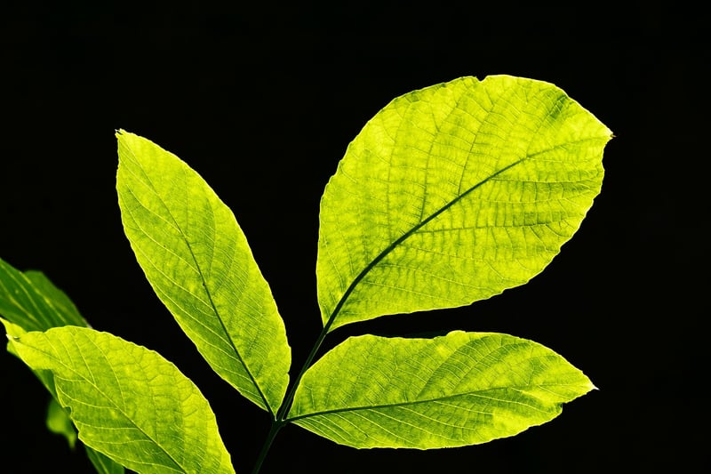 Eucalyptus Greenery