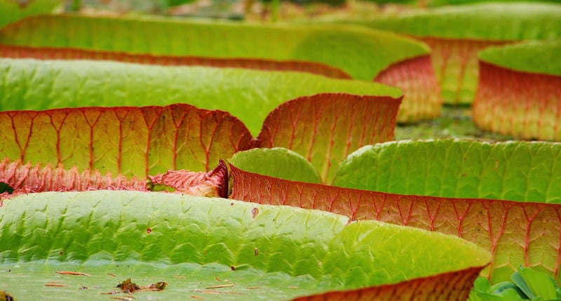 Water Lilies Pond